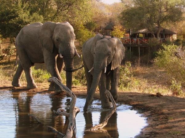 Umlani Bushcamp, 予約 ロッジ Timbavati Game Reserve ムプマランガ州